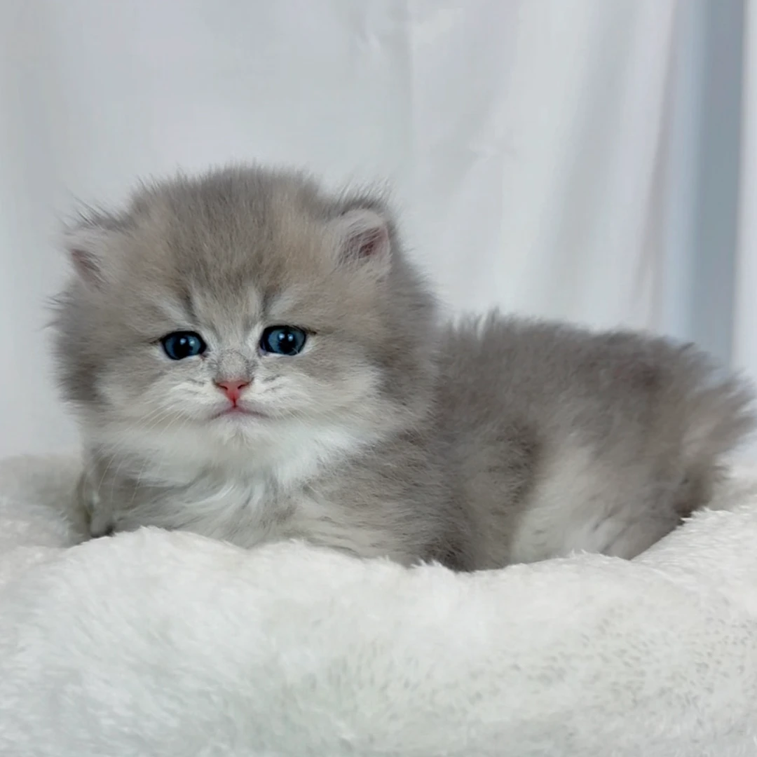 【爬爬猫舍】精品猫咪