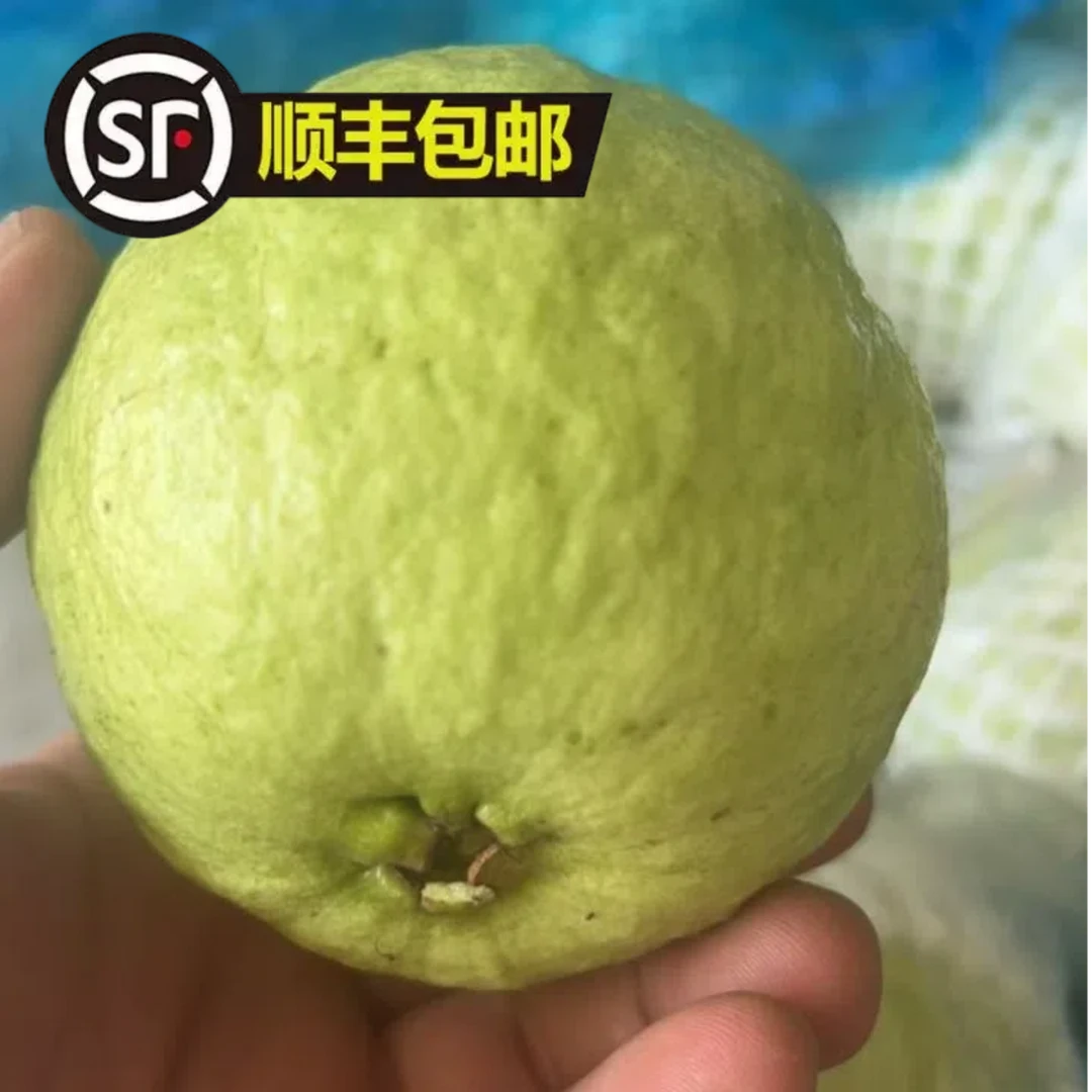 【拍5斤发6斤】顺丰包邮到家南沙白心番石榴果园直发