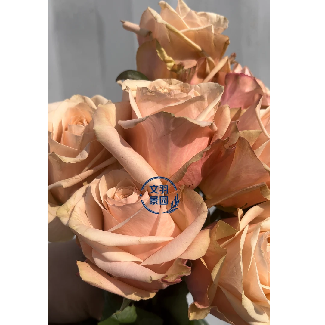 文羽景园【杏子】切花月季多季节重复开花