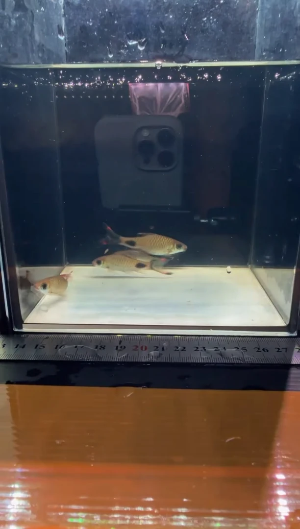 海水鱼红旗蓝黑影111