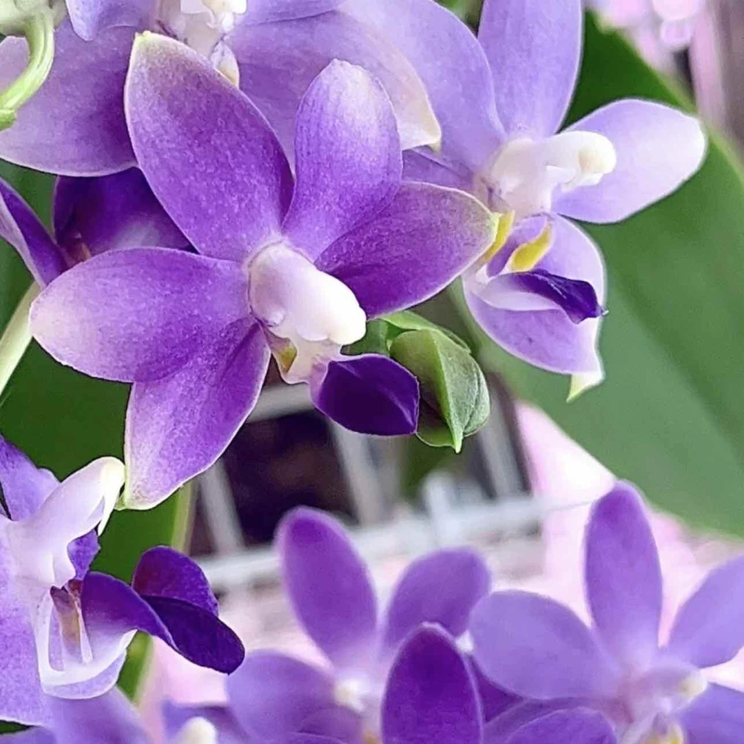 【紫马丁】淡玫瑰香耐热耐开续花型