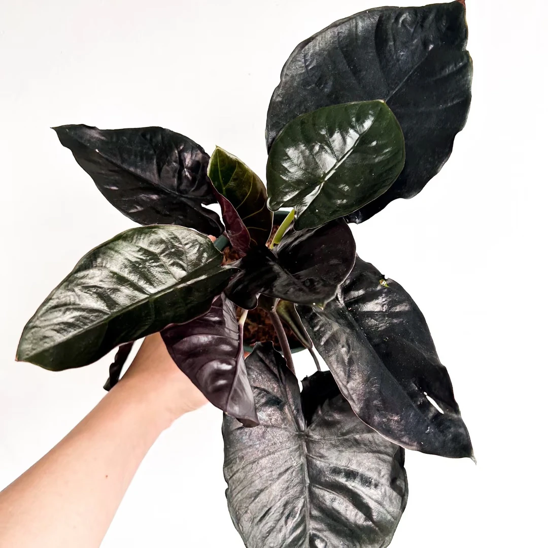 （吸血鬼海芋）室内观叶暗黑系绿植盆栽