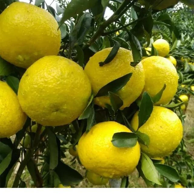 花农氏直播间一物一拍，黄金贡柚苗春香桔柚树苗