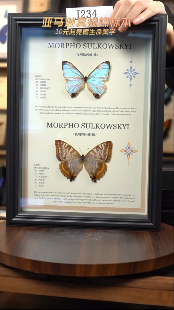 蝴蝶标本摆件竞拍j234