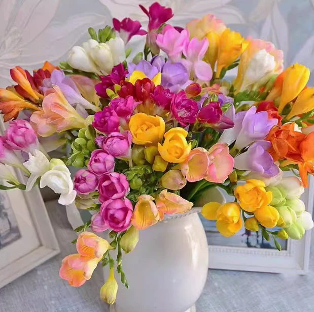 香雪兰种球小苍兰香水百合花卉盆栽鲜花爆花四季室内紫色二月栽培