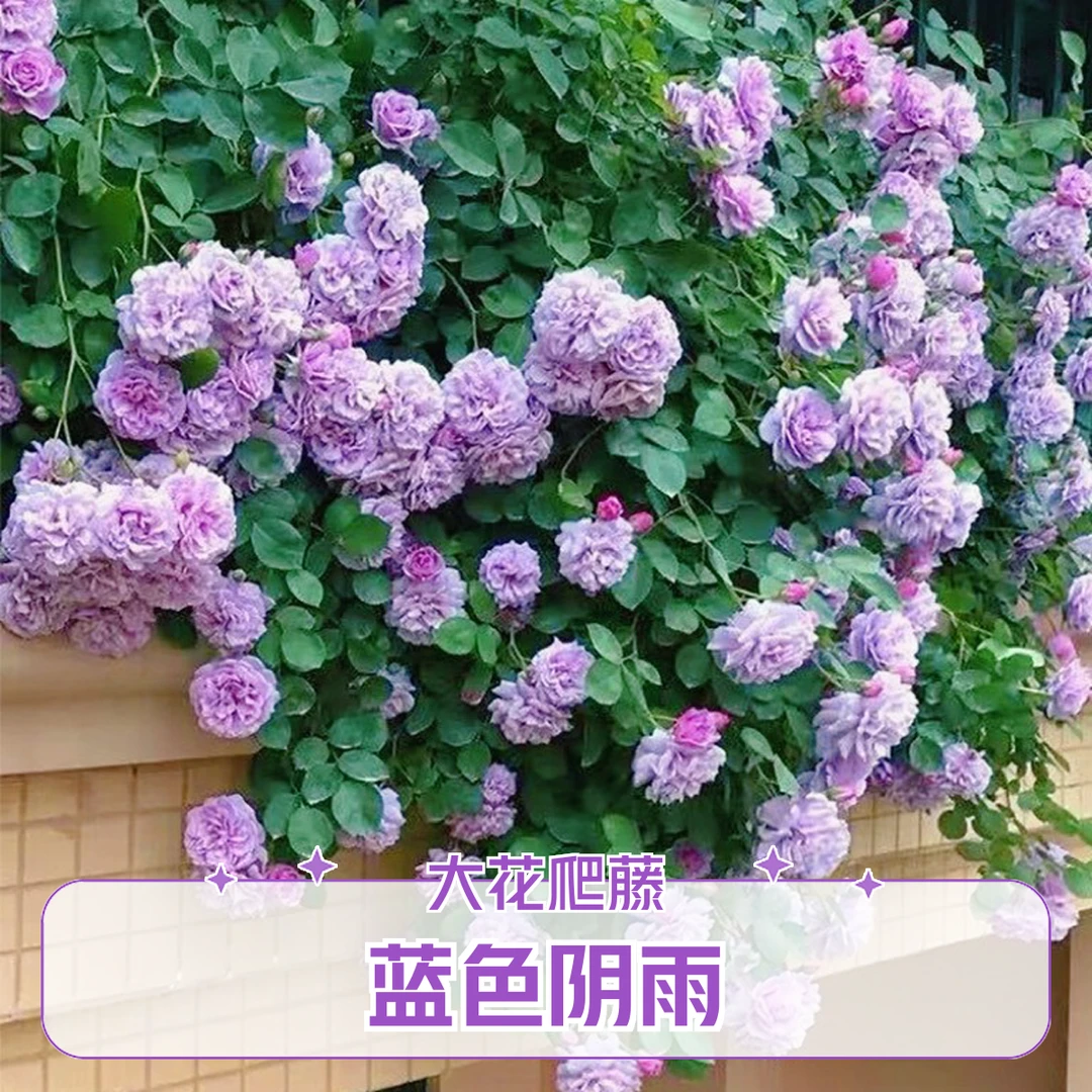 【顺丰快递】蓝色阴雨  1.5米左右大苗藤本盆栽庭院花苗可爬藤地栽