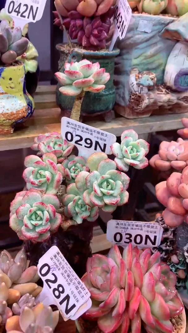 029N（一物一拍，精品多肉，所见即所得 ）