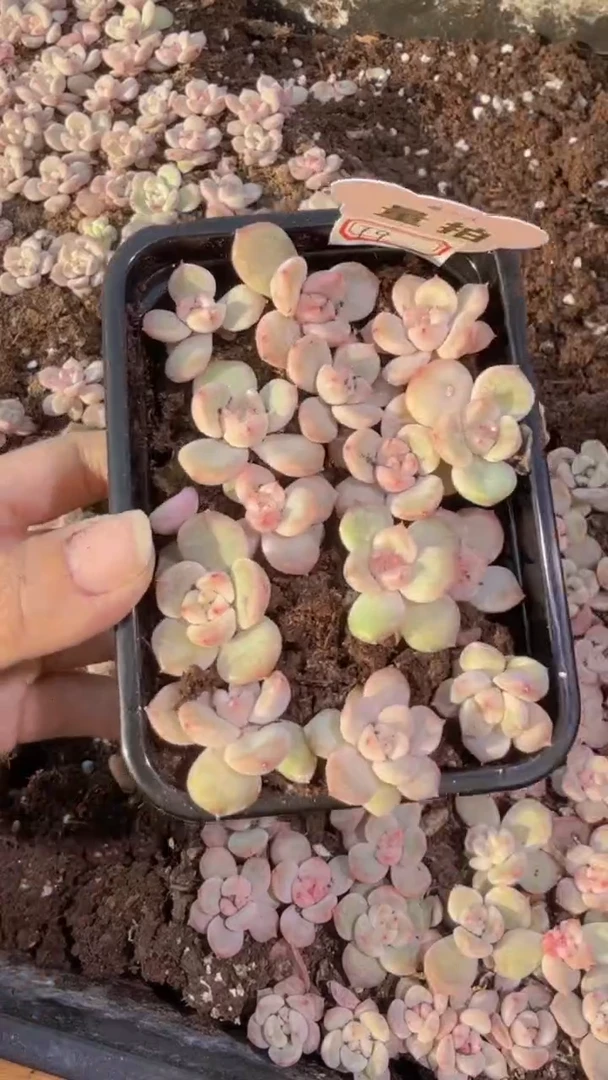 t9 切糕1盒 量拍多肉植物