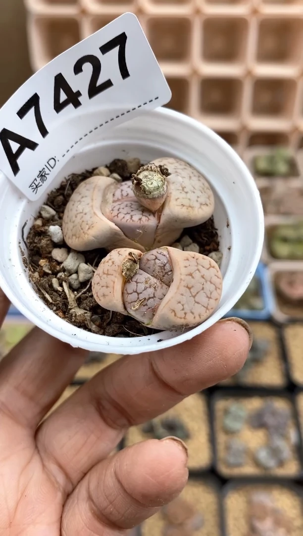 【闪购商品】7427直播间一物一拍链接