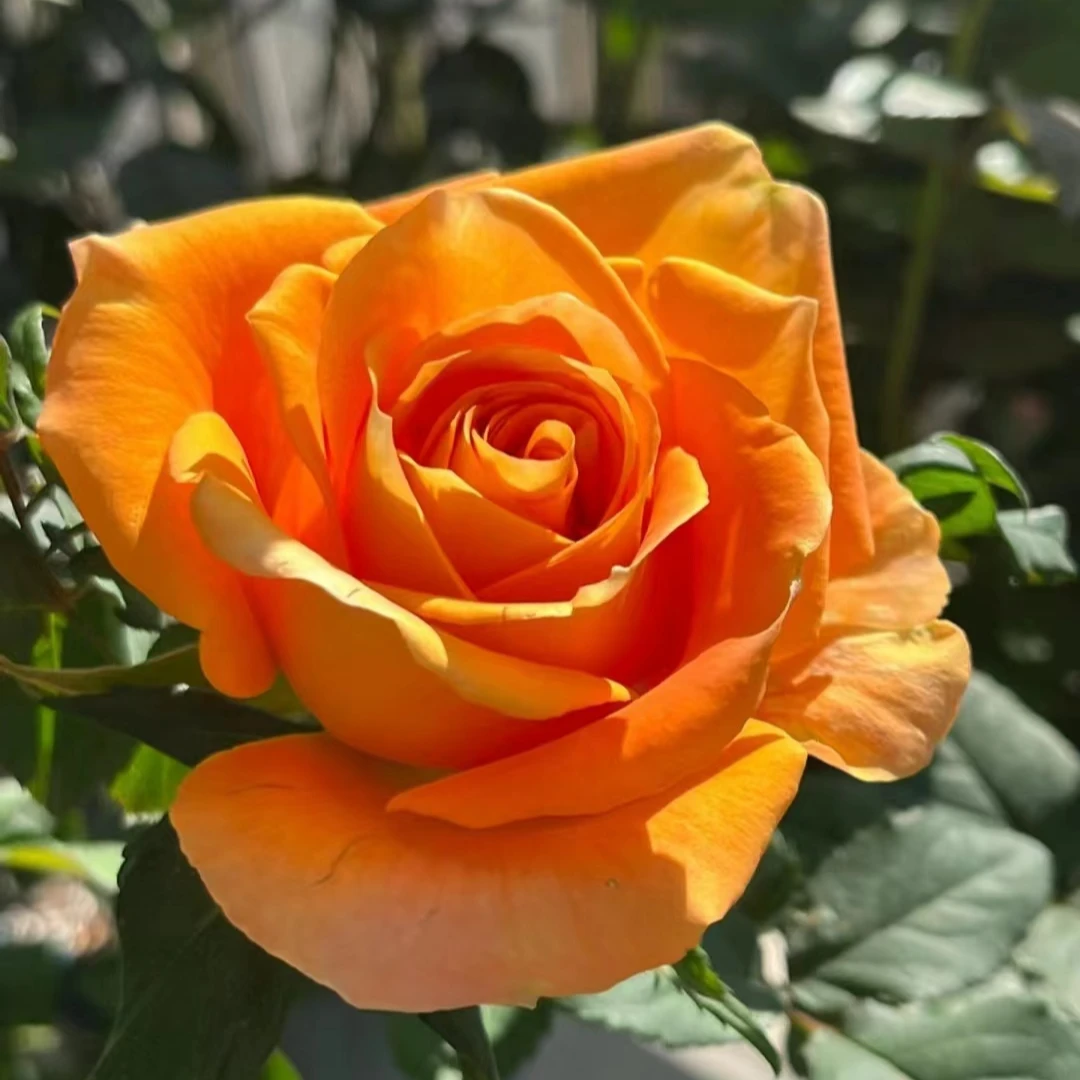 【卓昂玫瑰园】橙意玫瑰四季开花大花庭院阳台切花高杯月季