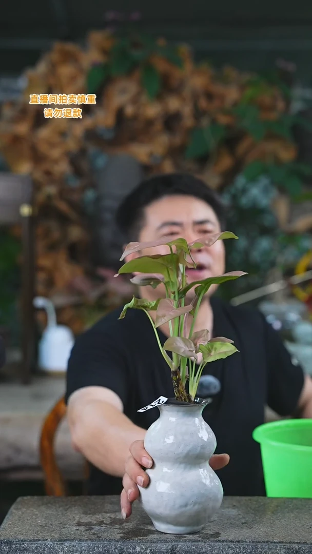 当前无花栽培后可以开花红粉佳人