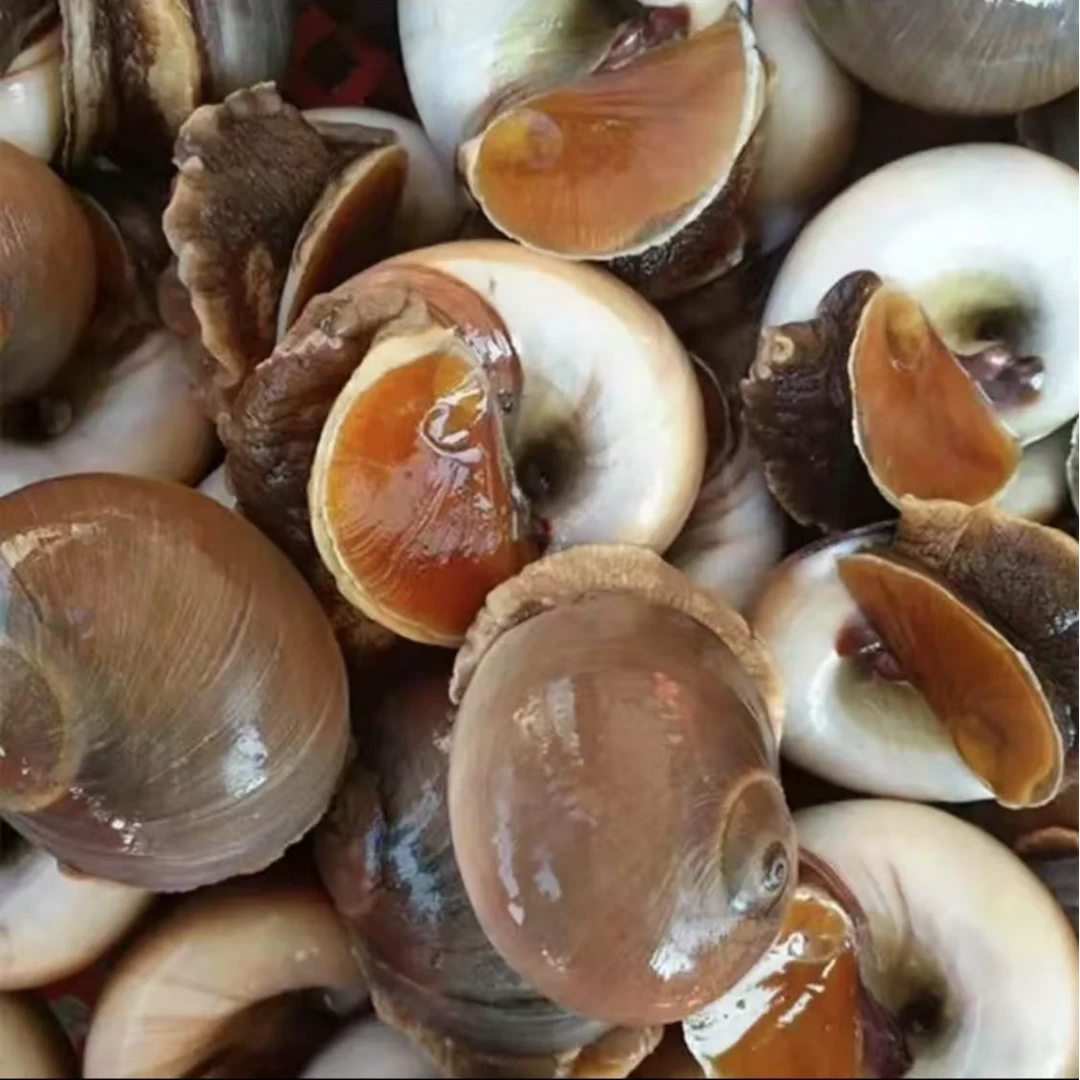 顺丰包 六月肥 鲜活大猫眼螺包肥包带黄  （鲜活发货保鲜不包活）