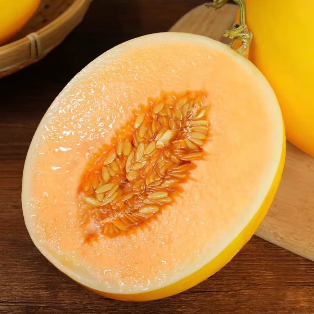 甘肃沙漠民勤蜜瓜新鲜水果