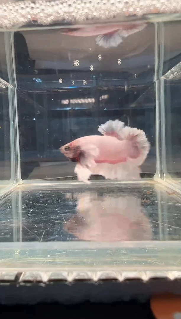 斗鱼斗鱼绣球大耳朵