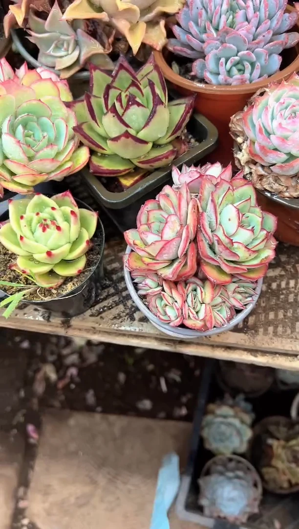 等***来多肉植物一物一拍16369