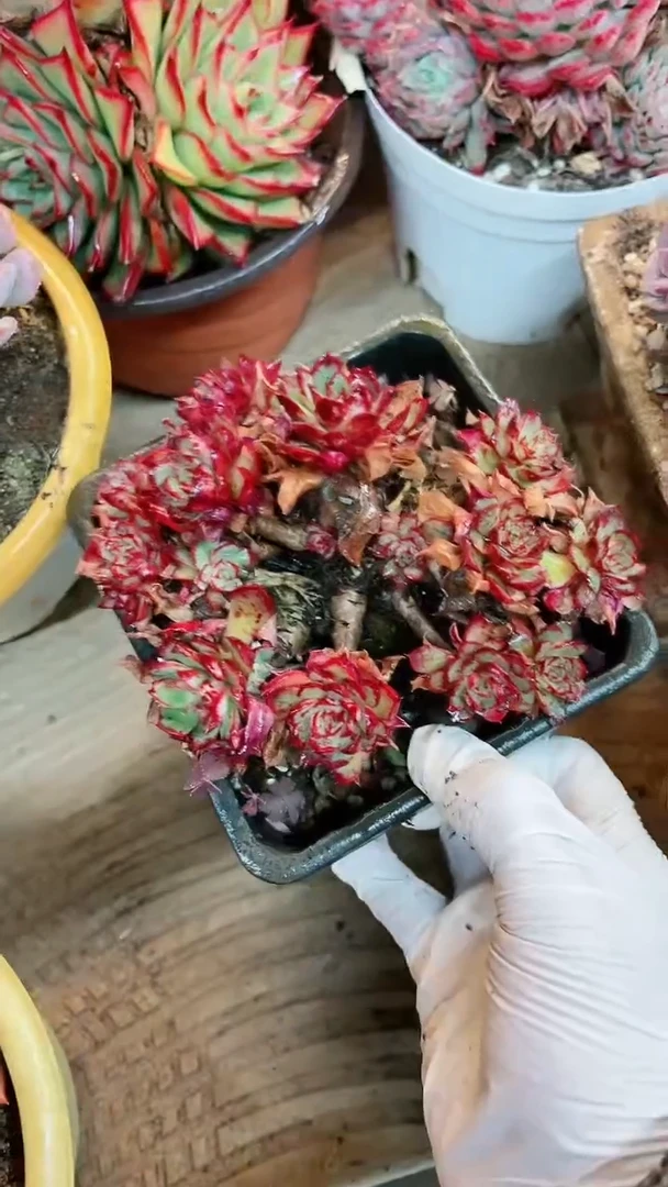 【闪购商品】16043