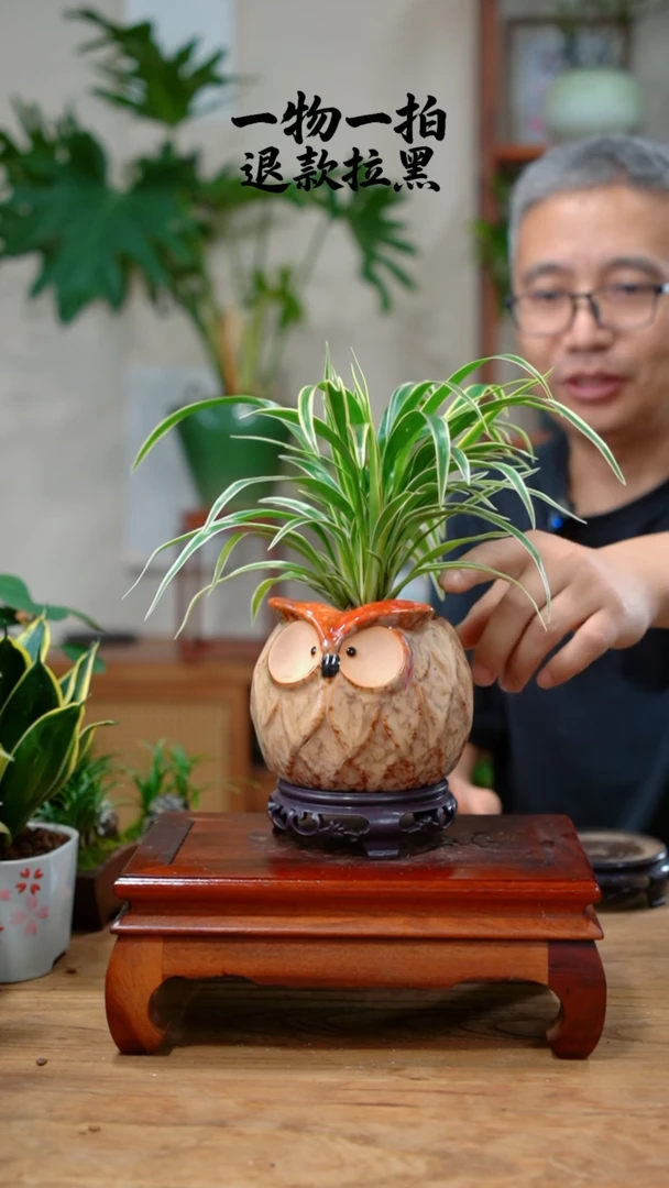 完全开放M****1299吉祥草