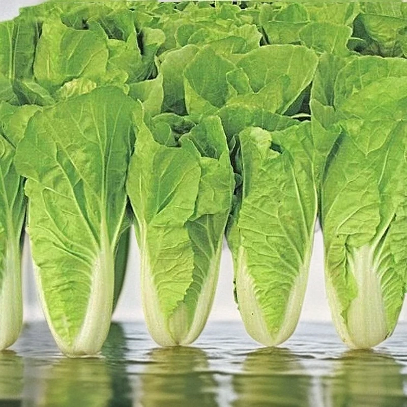 四季奶油快菜小白菜种子