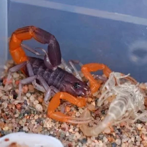 马达加斯加橙金刚蝎Teruelius flavopiceus宠物蝎子