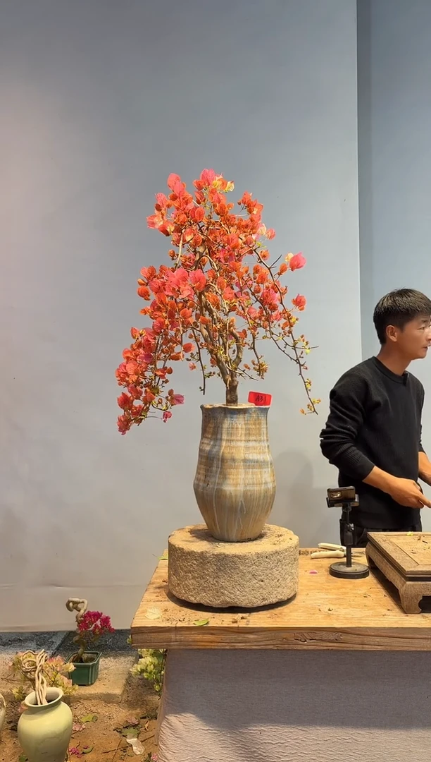 以实际为准三角梅A31