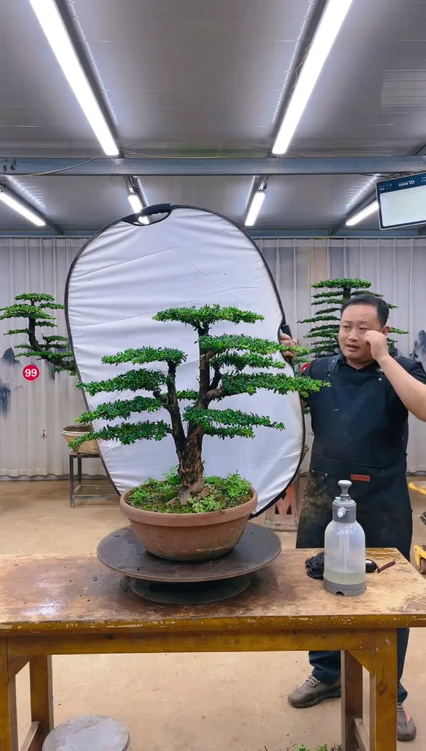 无花朵精品盆景  一物一拍