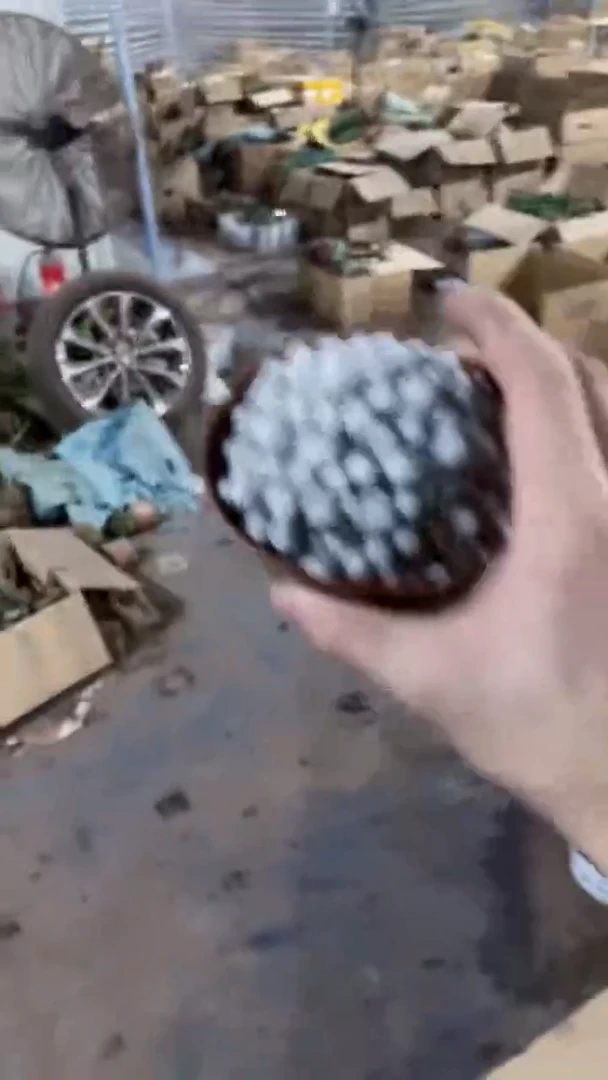 姬春星 群生【带根】