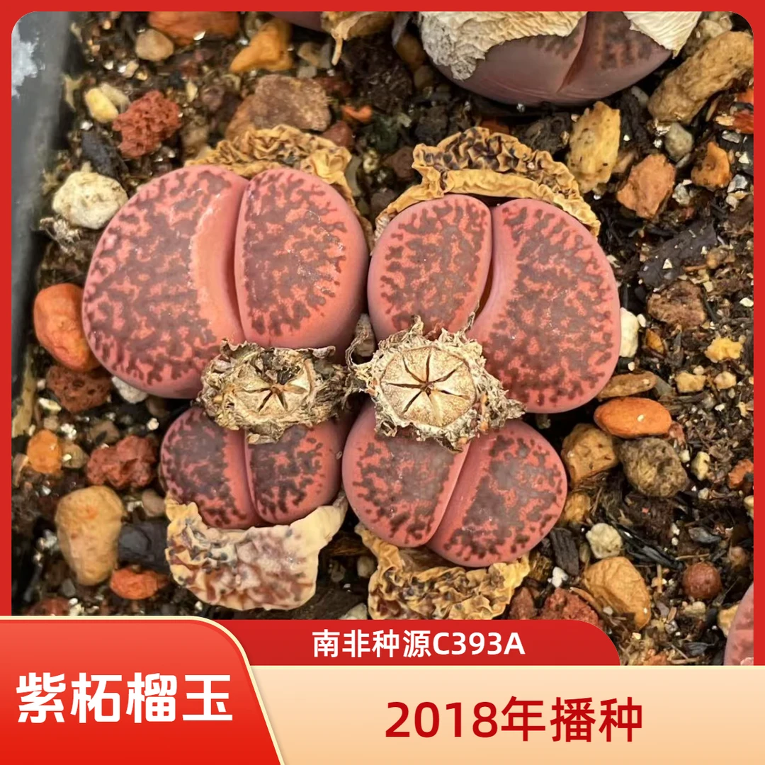 C393A紫柘榴玉超萌可爱生石花精品石头花适合室内阳台种植