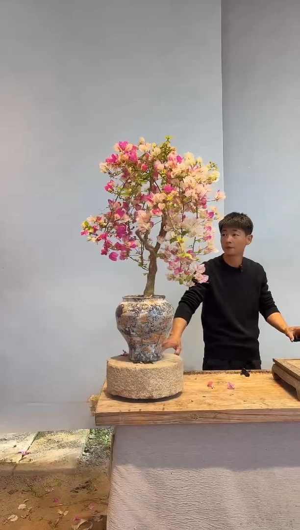 以实际为准三角梅72