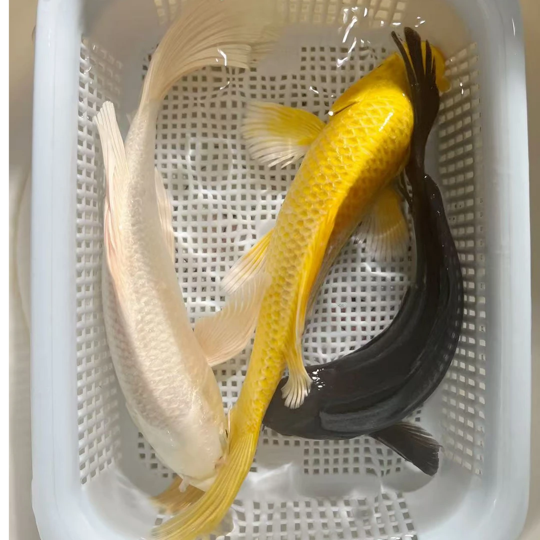 【1白1黄1黑】15-17公分冷水观赏锦鲤草金混搭