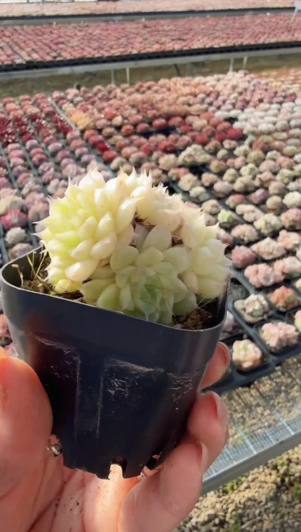 东云多肉园新款-230