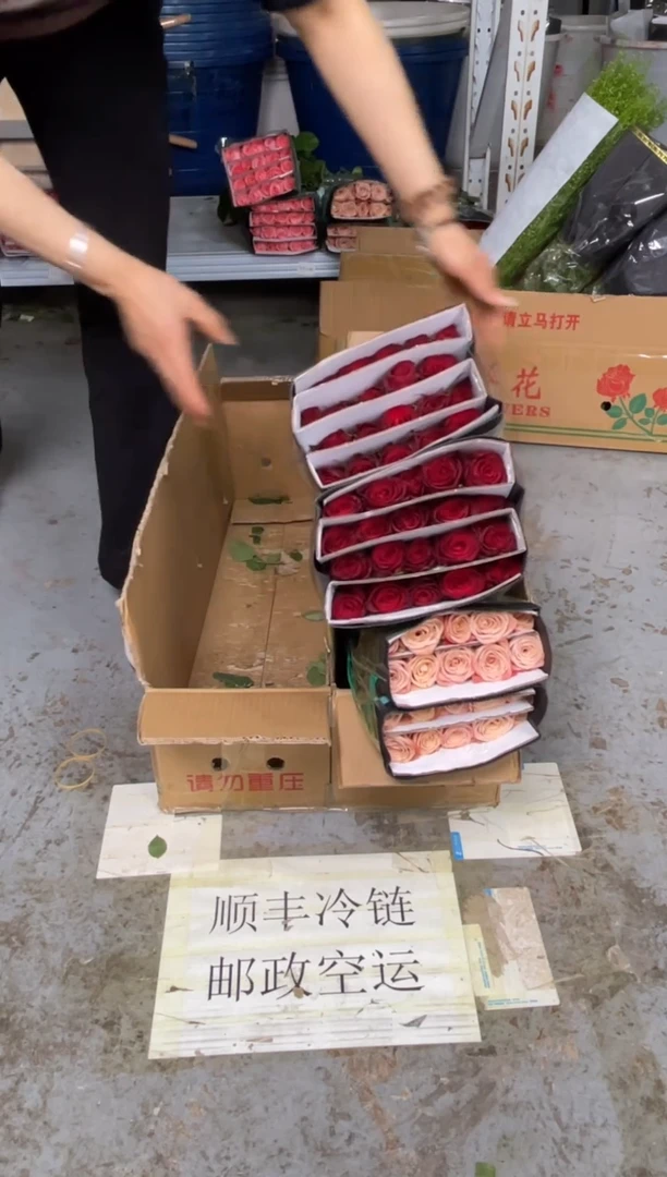 高原红2扎+卡布1扎