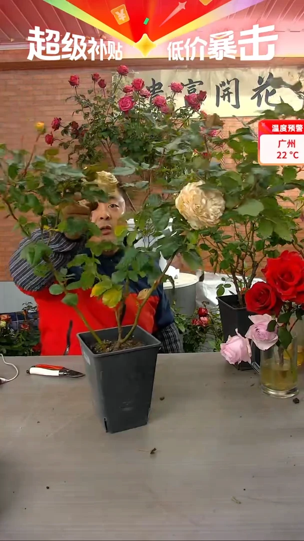 当前无花朵，栽培后可花朵碧翠丝