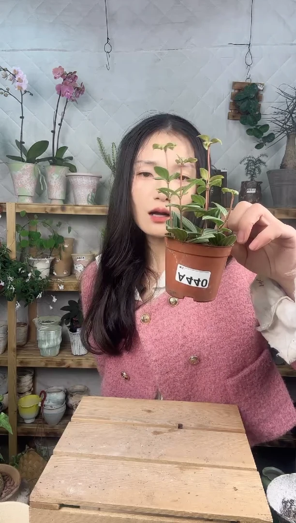 无花朵440轮叶豆瓣绿