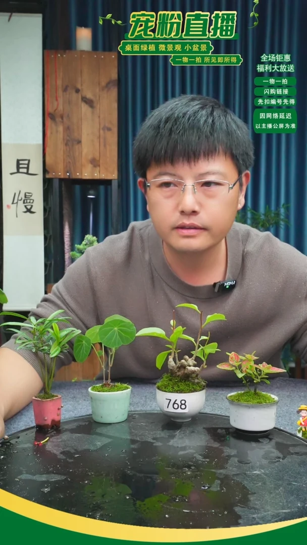 无花朵皮*怪苔藓微景观768号