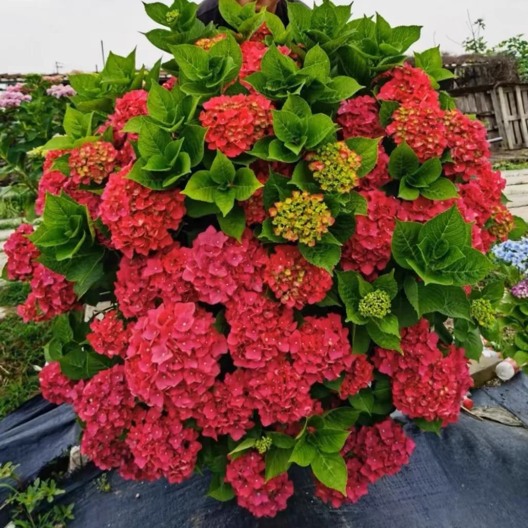 【五加仑红宝石】耐晒耐高温绣球盆栽露天易养护适合庭院种植