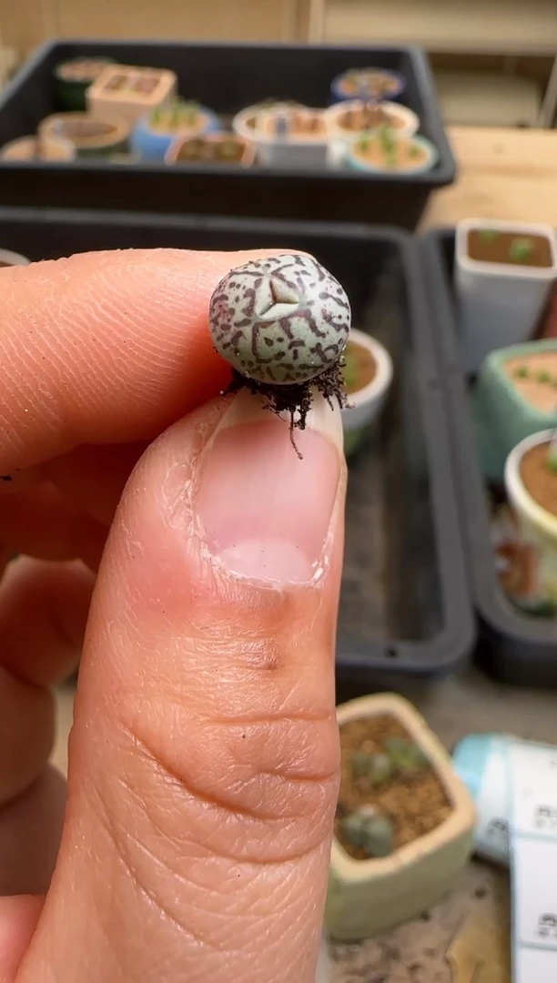 【闪购商品】7-102