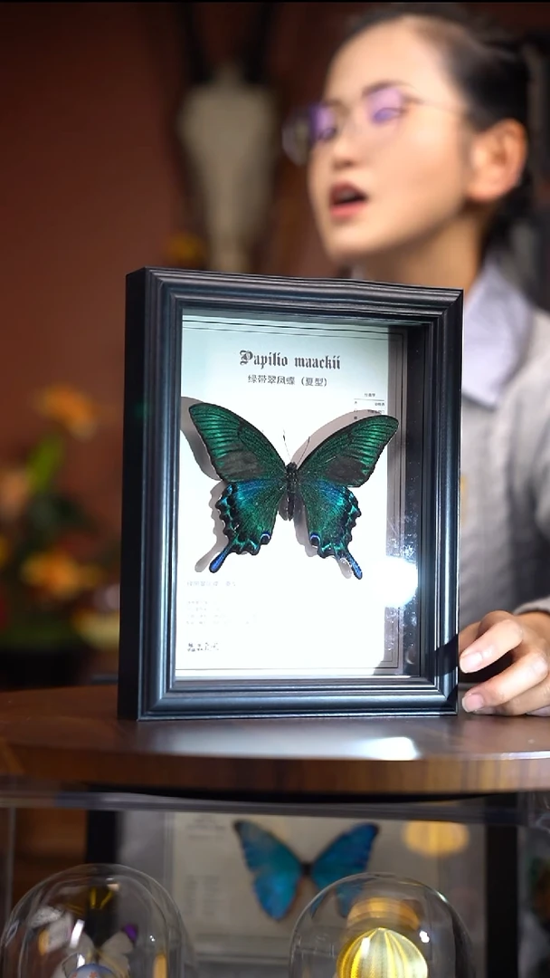 绿带翠凤蝶中文科普版（常规）