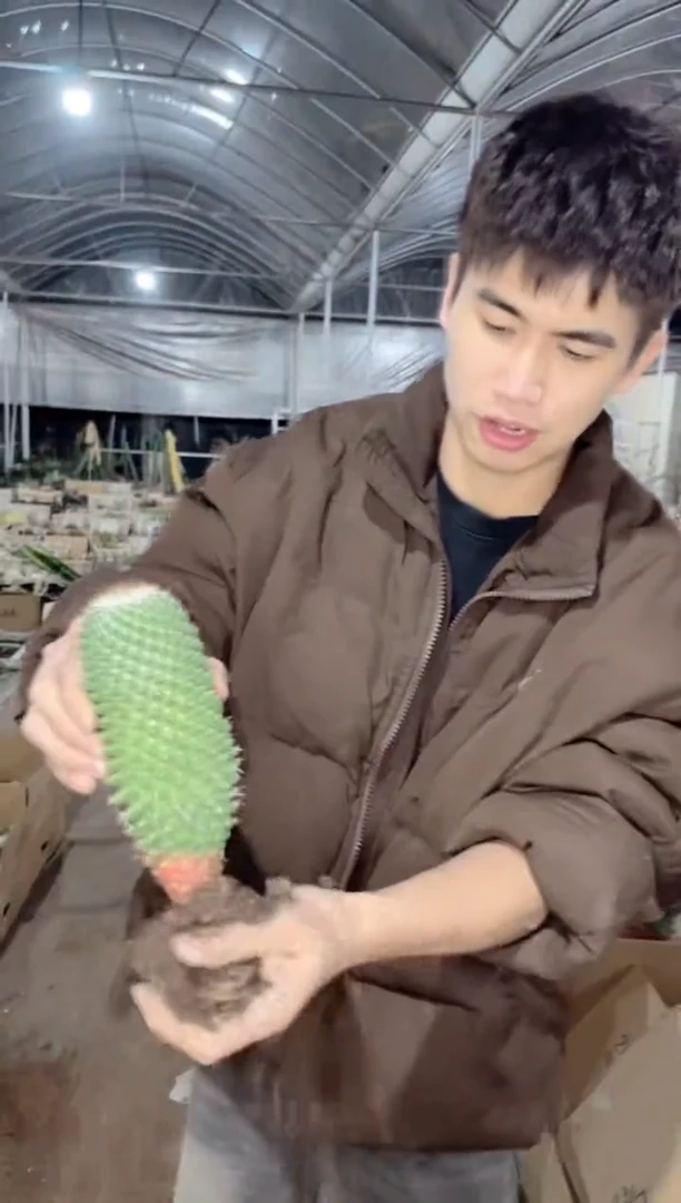 【闪购商品】多粒丸