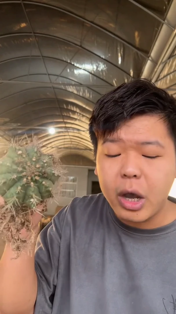 翠皇冠 牡丹 7-10cm