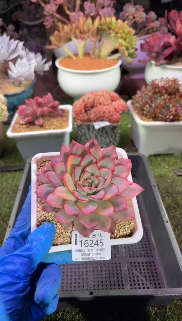 【闪购商品】16245