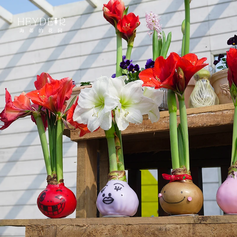 海蒂的花园进口重瓣朱顶红种球蜡封室内开花球根花卉无土栽培种球