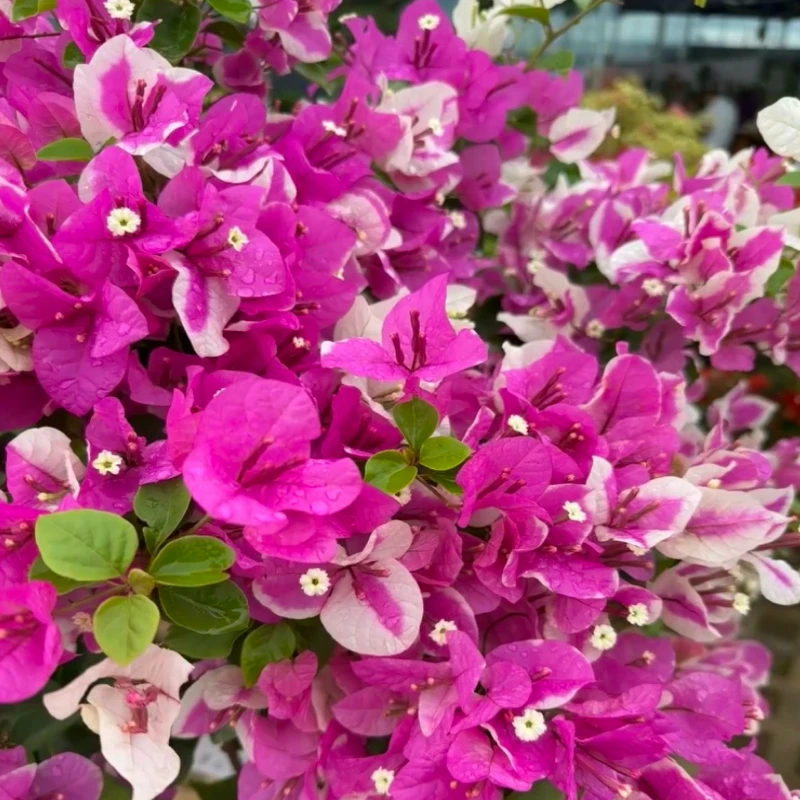 【漳红樱】一物一拍 三角梅运输途中可能会有掉花掉叶 介意慎拍