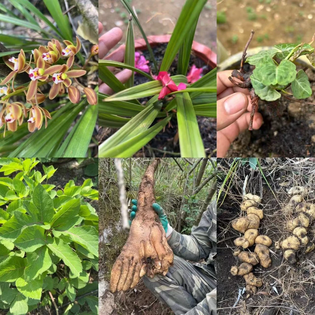 【岭杭】大白菜链接