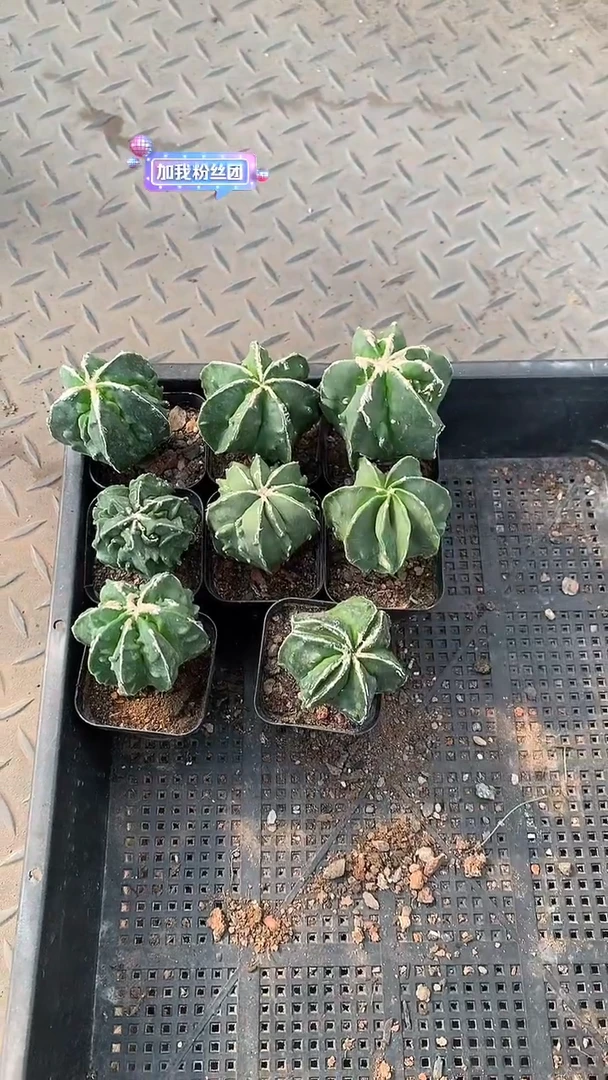 8颗 鸾凤玉，裸根发货 ！