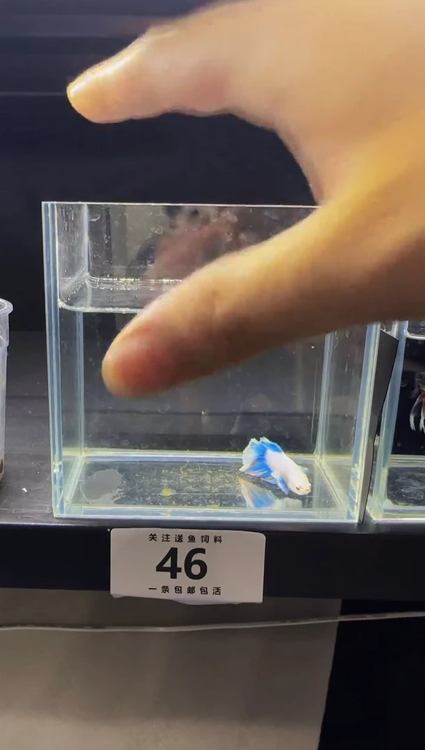 斗鱼斗鱼竟拍链接0046