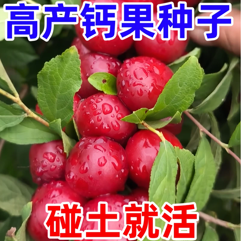 欧李钙果种子纯甜大果耐旱耐寒南北方均可种植结果中华钙果G