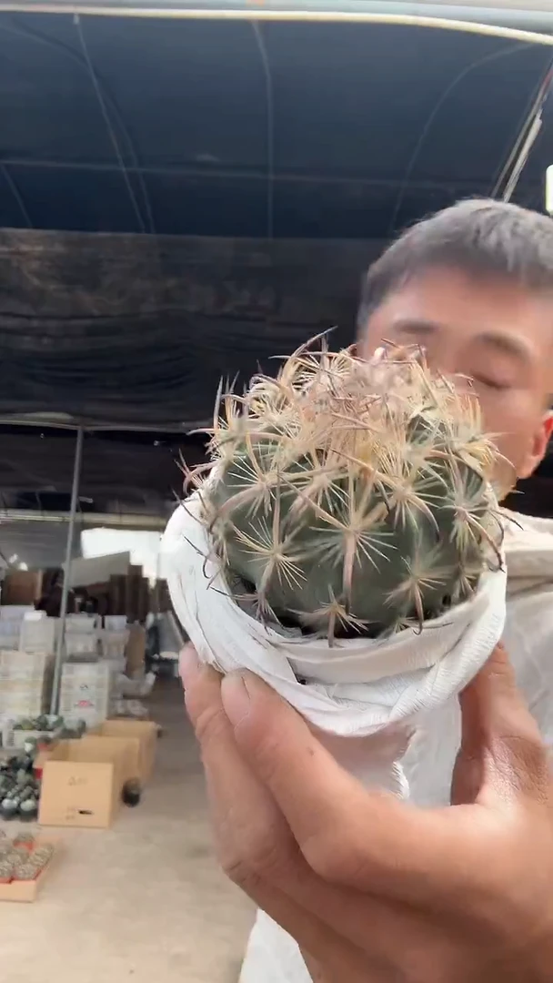 实生虎爪玉65.99