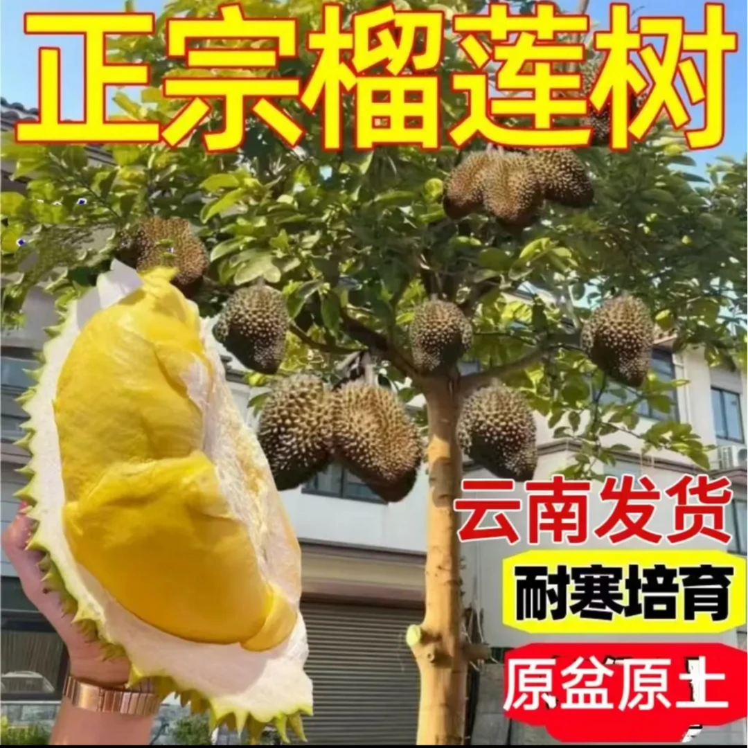 【榴莲果树苗】c云南嫁接树果苗矮化盆栽苗 南北方可种猫山王金枕头