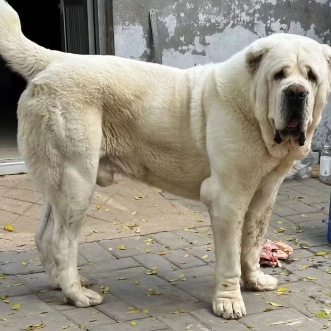 【四海中亚牧羊犬 】中亚牧羊犬 宠物活体幼犬猎犬大型犬霸气