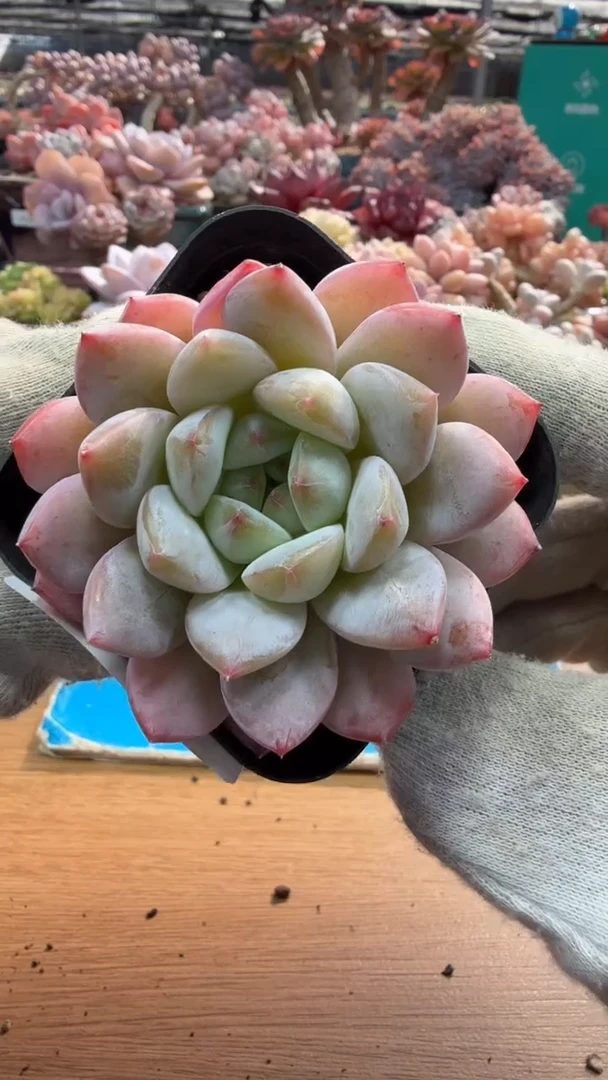 东云多肉园三店-78